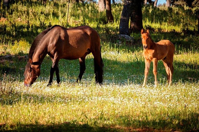 Visita Entre Toros y Caballos - The horses may be the highlight for you