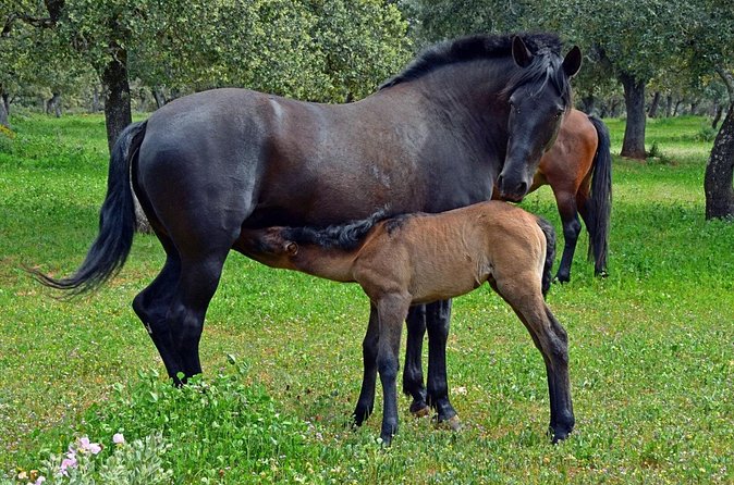 Visita Entre Toros y Caballos - Is $36.16 a fair price?