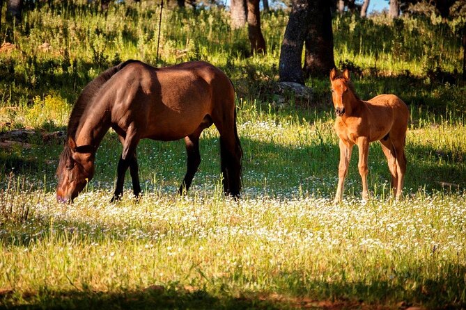 Visita Entre Toros y Caballos - Riding through the oak pasture