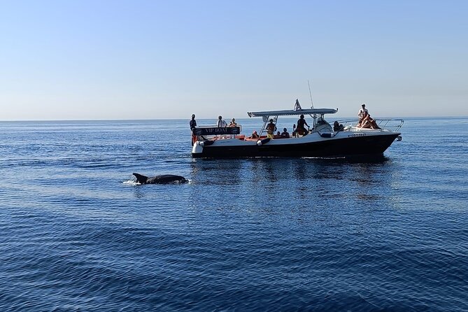 Walk and dolphin watching in Fuengirola + 1 drink - Key points to know before you book