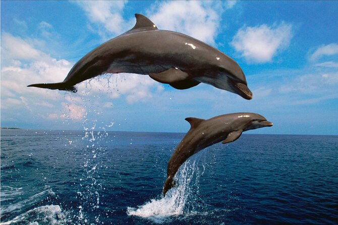 Walk and dolphin watching in Fuengirola + 1 drink - Costa del Sol views along the way