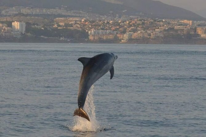 Walk and dolphin watching in Fuengirola + 1 drink - What the two-hour timing means