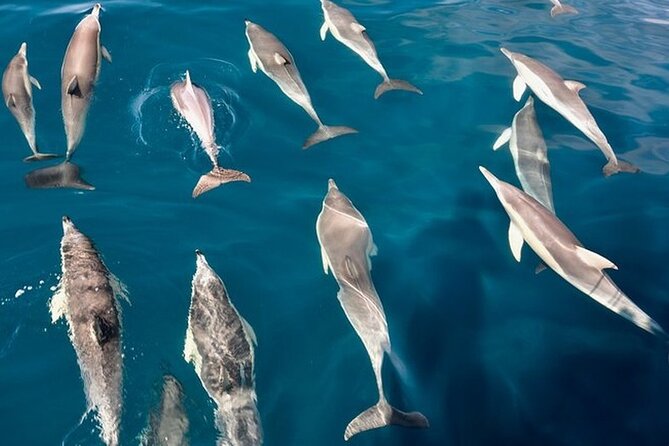 Walk and dolphin watching in Fuengirola + 1 drink - Group size, comfort, and who will enjoy it