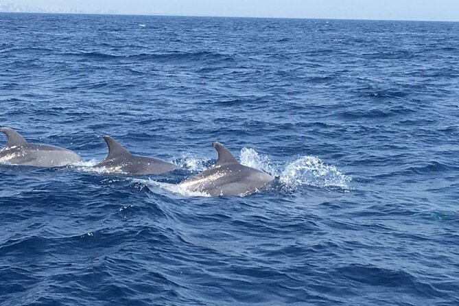 Walk and dolphin watching in Fuengirola + 1 drink - Weather, cancellations, and practical planning
