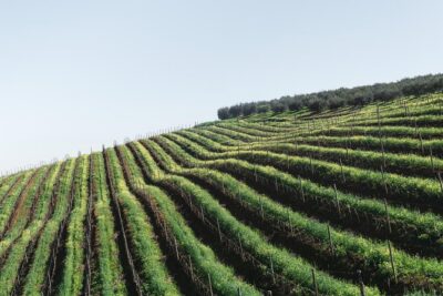 Wine & Tapas tour by electric bike (e-bike) including Ronda pickup (full day)